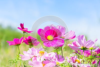 Cosmos pink flowers Stock Photo