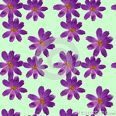 Cosmos. Seamless pattern texture of flowers. Floral background, Stock Photo