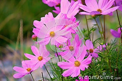 Cosmos Sonata Flowerfield pink flower field Stock Photo