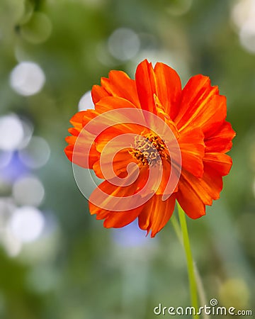 Fabulous Orange Cosmos Flower In Soft Focus Upward View Stock Photo