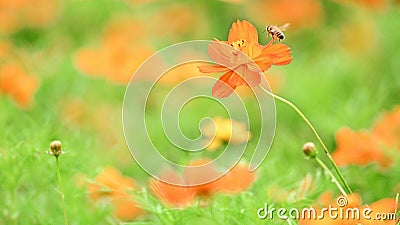 Cosmos sulphureus and honey bee, nature, flower, spring, banner Stock Photo