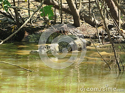 Costa Rica Caiman In Water Camoflauge Hiding Trees Bush Branch Animals Stock Photo