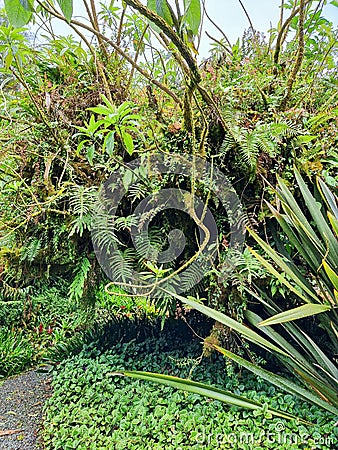 Costa Rica, climbing plant called Celastrus Orbiculatus Stock Photo