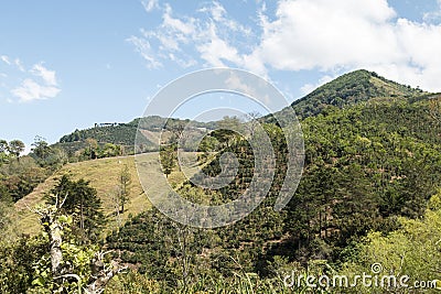 Costa Rica coffee plantation farm Stock Photo