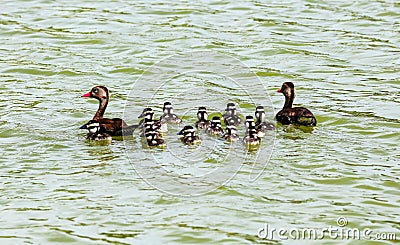 Costa Rica duck with chicks, swimming in lake during sumer Stock Photo