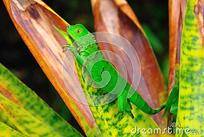 Costa Rica Green Iguana Stock Photo