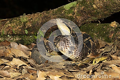 Costa Rica Jumping Viper on the jungle floor during nighttime Stock Photo