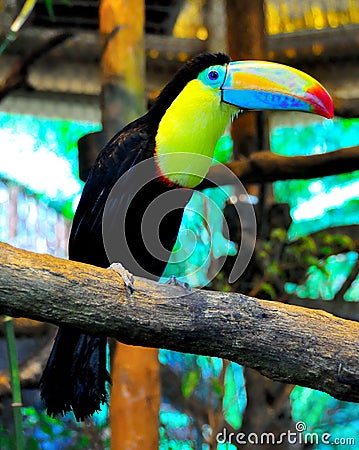 Costa Rica Keel-Billed Toucan Stock Photo