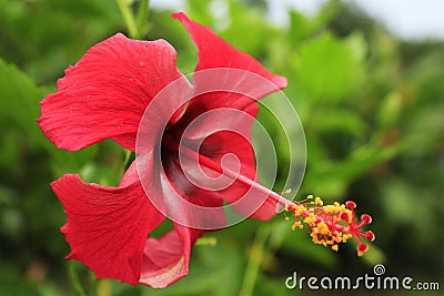 Costa Rica and Panama nature and landscapes. America Travel. Wanderlust. Stock Photo