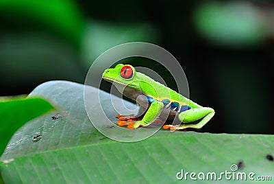 Costa Rica Red Eye Tree Frog Stock Photo