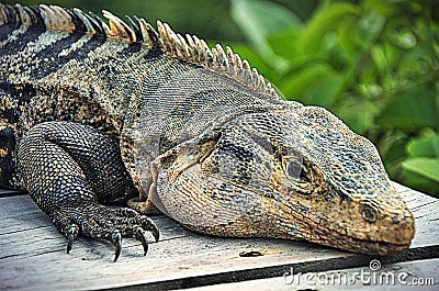 Costa Rican Iguana Stock Photo