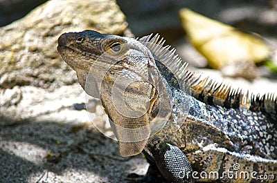 Costa Rican Iguana Stock Photo