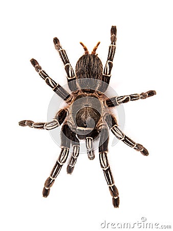 Costa Rican Zebra Tarantula, also known as the Striped-knee Tarantula Aphonopelma seemanni Stock Photo