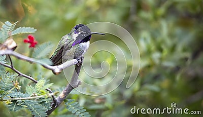 Costa`s hummingbird Calypte costae, adult male Stock Photo