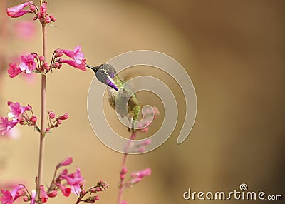Costa`s Hummingbird Feeding on Soft Pink Flowers Stock Photo