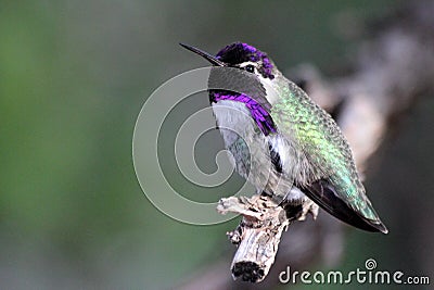 Costa's Hummingbird Iridescence Stock Photo