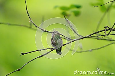 Costa`s hummingbird resting on tree branch Stock Photo