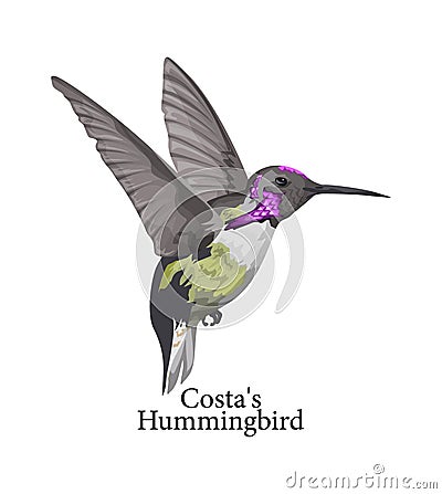 Costas Hummingbird wild bird with beautiful feather Vector Illustration