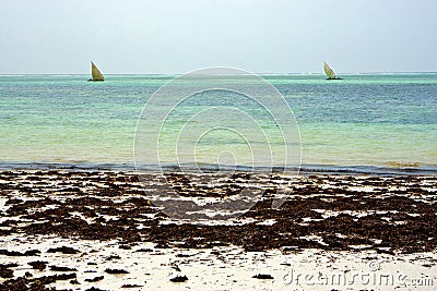 Costline boat pirague in the relax zanzibar africa Stock Photo