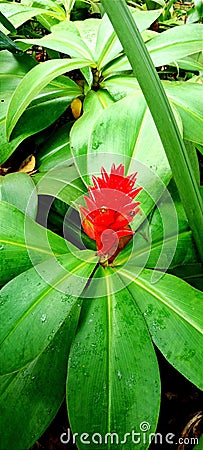 Costus Barbatus Suess Stock Photo