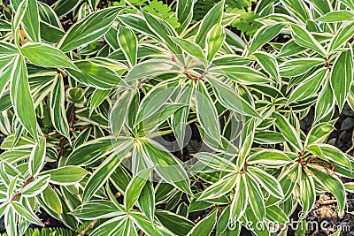 Costus Speciosus plant Stock Photo