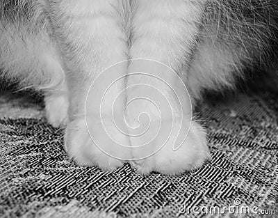 Cat paws in black and white Stock Photo