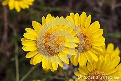 Cota tinctoria Anthemis tinctoria `Golden Rays` Stock Photo