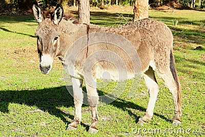 Cotentin DonkeyDomestic donkey breed Stock Photo