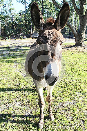 Cotentin DonkeyDomestic donkey breed Stock Photo