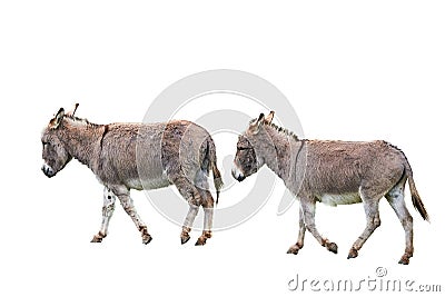 Cotentin Donkeys isolated on white background Stock Photo