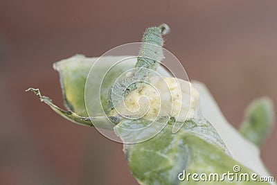 Cotesia species Braconidae parasitic wasp on caterpillar of Pieris tiny insect silk cocoons with devoured caterpillar Stock Photo