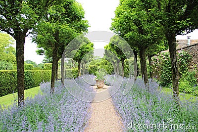 Lavender Walk At Cothay Manor Gardens, Somerset, UK Stock Photo