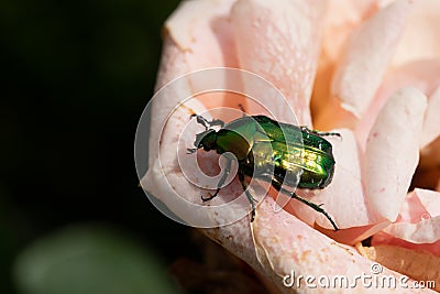 Cotinis nitida, commonly known as the green June beetle on rose Stock Photo