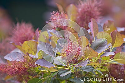 Cotinus coggygria Stock Photo