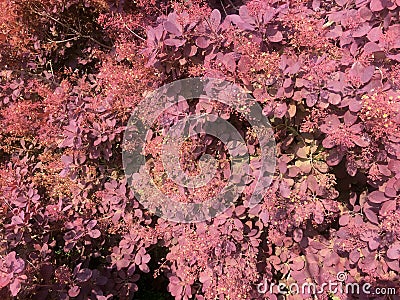 Cotinus coggygria, Rhus cotinus, the European smoketree is a species of flowering plant in the family Anacardiaceae, native to Stock Photo