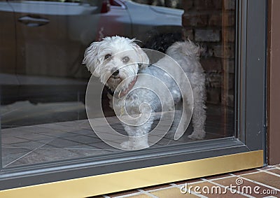 A Coton dog wistfully looking outside Stock Photo