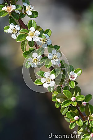 Cotoneaster Coral Beauty Stock Photo