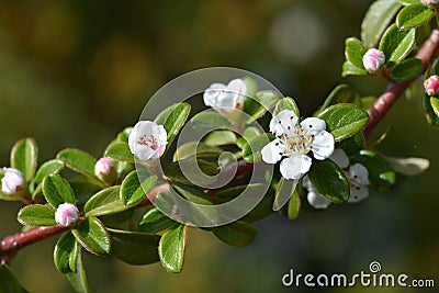 Cotoneaster Coral Beauty Stock Photo