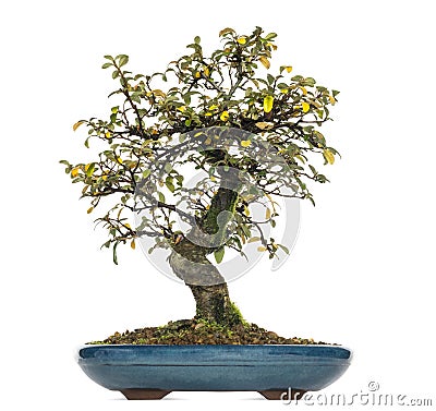 Cotoneaster dammeri bonsai tree, isolated Stock Photo