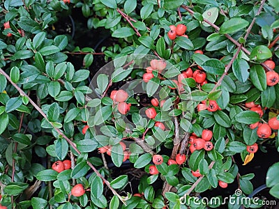 Cotoneaster dammeri 'Coral Beauty' Stock Photo
