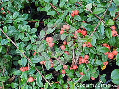 Cotoneaster dammeri 'Coral Beauty' Stock Photo