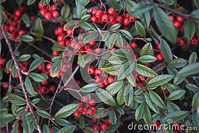 Cotoneaster salicifolius branches Stock Photo