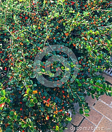 CotoneÃ¡ster red berry fruit shrub bush, decorate a sidewalk Stock Photo