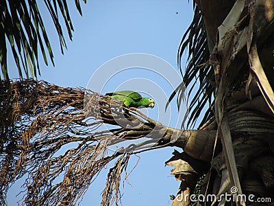 Green parrot on tree in South America. in the Henry Piti National Park Stock Photo
