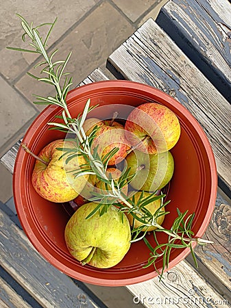 A cottage garden harvest of organic apples and sprig of fresh rosemary in a bowl on a picnic table. Stock Photo