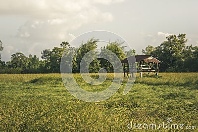 Cottage rice field Evening sun light Stock Photo