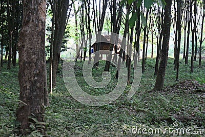Cottage in a rubber tree forest in Koh Jum, Thailand Stock Photo