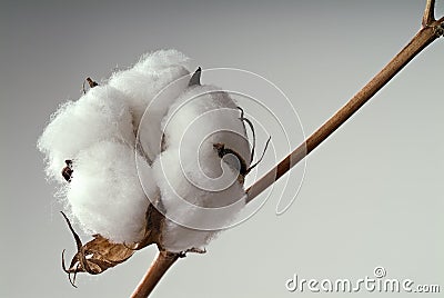 Cotton ball Stock Photo