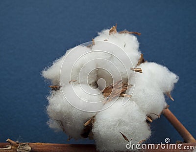 Cotton ball Stock Photo