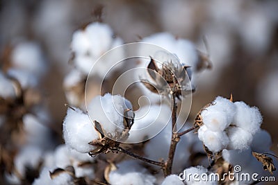 Cotton ball Stock Photo